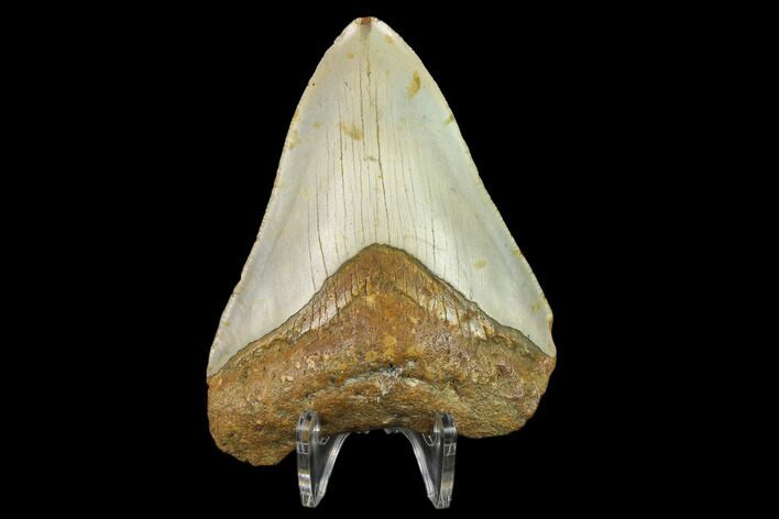 Bargain, 3.86" Fossil Megalodon Tooth - North Carolina